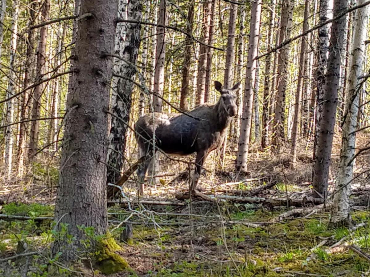Stuga Glaskogen Glava Екстер'єр фото